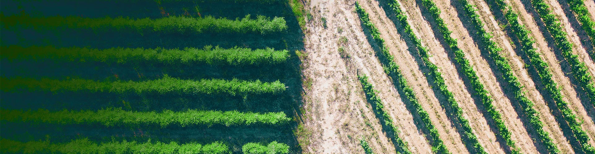 Rows of plants in a field.