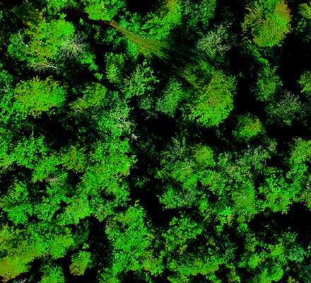 Aerial view of a dark green forest.