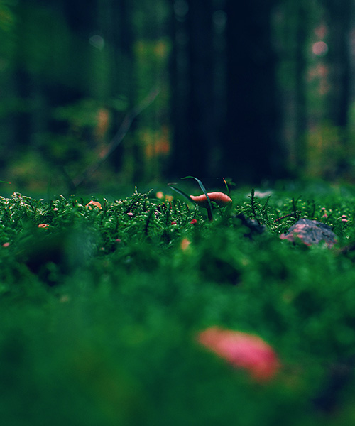 Ground level view of grass and flowers on a forest floor.