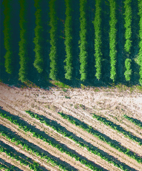 Rows of plants in a field.