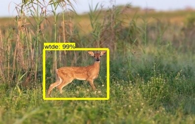 A deer identified and classified by machine learning.