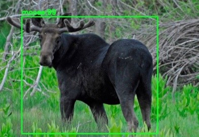 A moose identified and classified by machine learning.