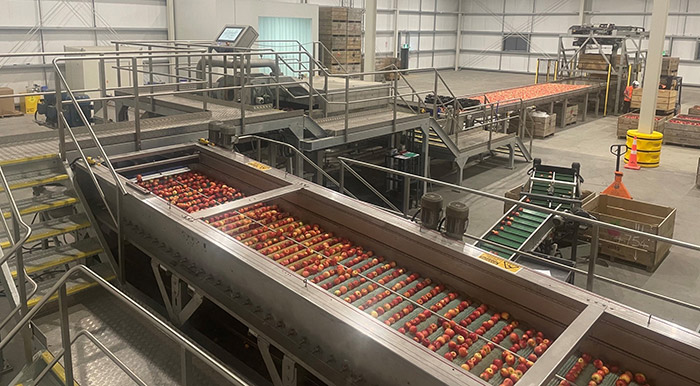 Apples on a conveyor belt inside the Rockit apple packhouse.